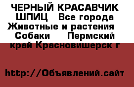 ЧЕРНЫЙ КРАСАВЧИК ШПИЦ - Все города Животные и растения » Собаки   . Пермский край,Красновишерск г.